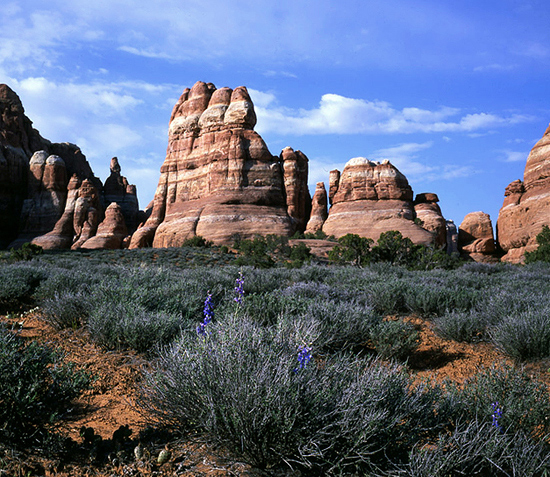 Sandstone Sentinels in the Needles District.