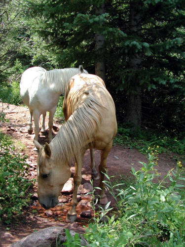 Capitol Creek Trail and Horses