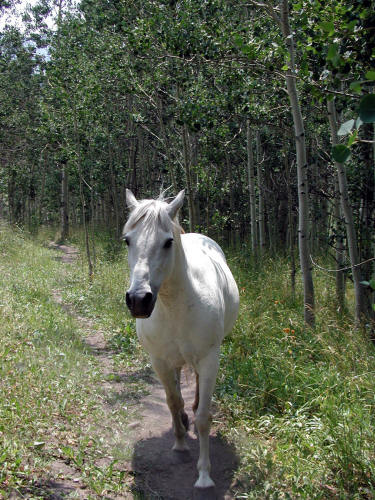 Capitol Creek Trail and Horse