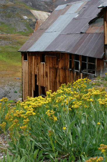 Mountain Top Mine Bunkhouse and Yellow Wildflowers