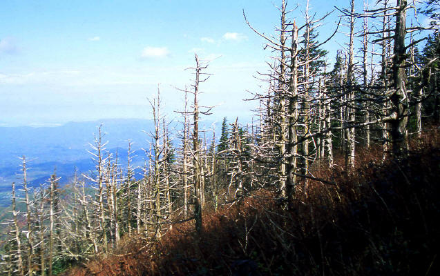Appalachain Trail and dead conifers
