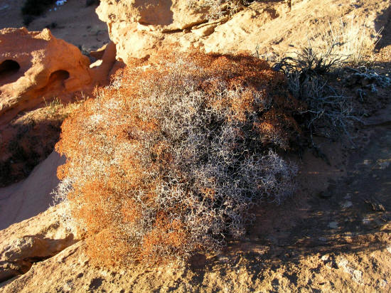 Plant along Angel Trail