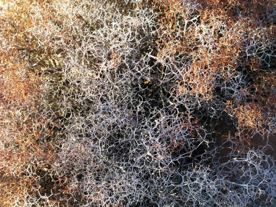 Close up of plant on Trail