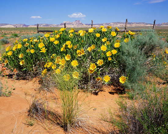 Mules Ears in San Rafael Desert