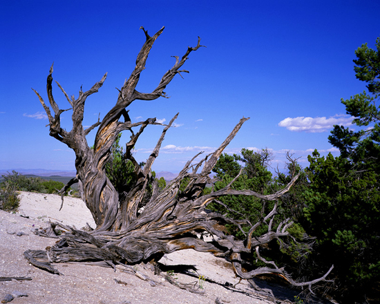 Utah Juniper