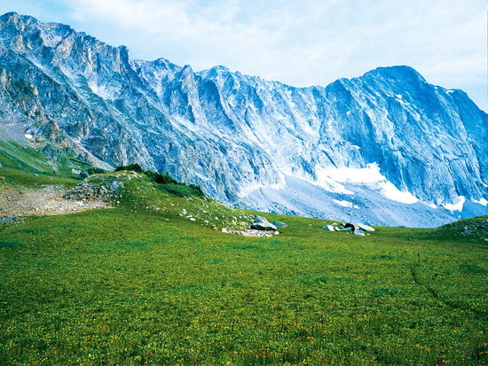 High Mountain Meadow