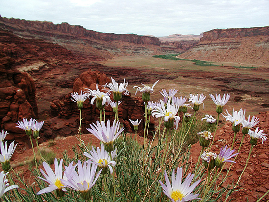 Hoary Aster below Hurrah Pass