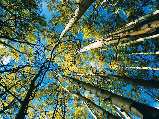 Fall color in Aspen