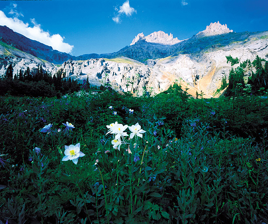 Colorado Columbine