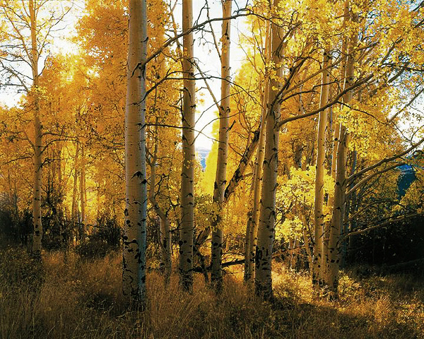 Aspens in Fall.