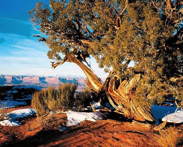 Juniper and Green River Overlook.