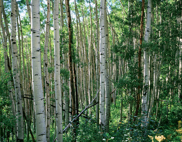 Kebler Pass Aspen.