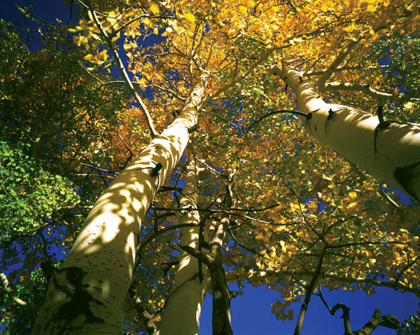 Fall Aspen.