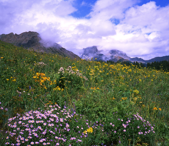 Wildflowers in Lead King Basin.