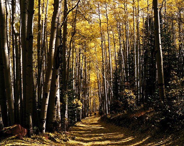 Fall Color along Capitol Creek Road.