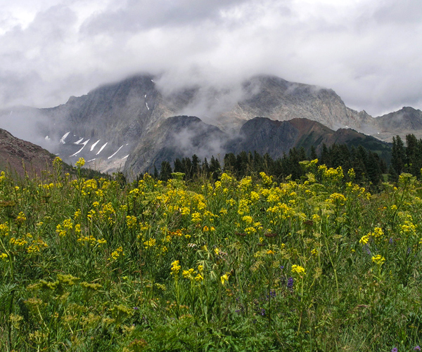 Lead King Basin Wildflowers