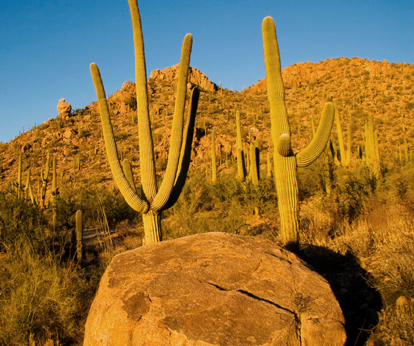 Saguaro Cactus