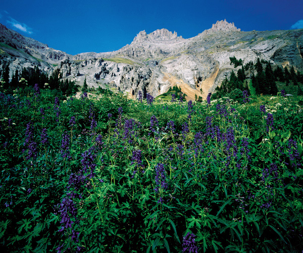 Yankee Boy Basin Lupin