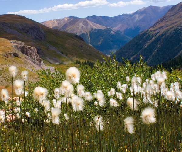 July 2011 Cinnamon Pass