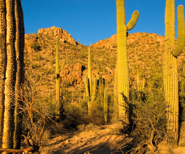 September 2011 Saguaro Cactus