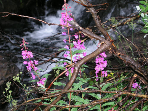 Wildflowers along Spruce Creek