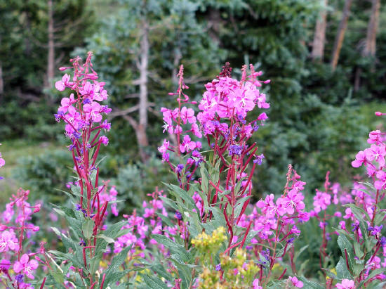 Wildflowers on Loveland Pass