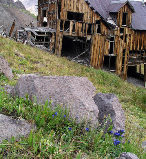 Blue Wildflowers and the Mountain Top Mine Bunkhouse