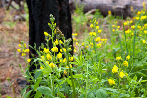 Wildcat Canyon Trail Wildflowers