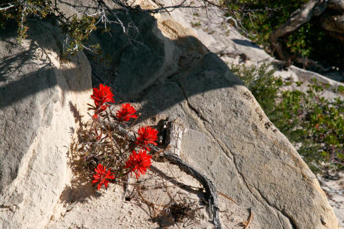 Subway Approach Trail Wildflowers