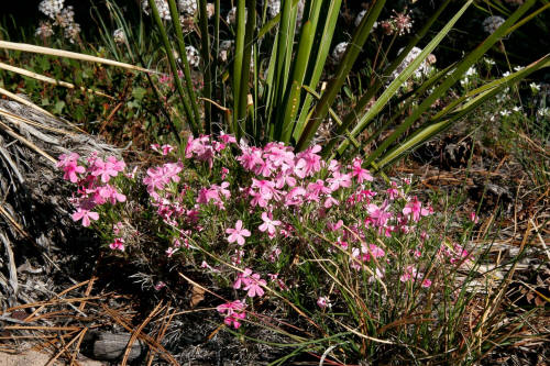 Subway Approach Trail Wildflowers