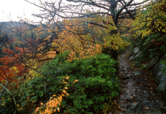 Appalachain Trail near Big Creek Ranger Station