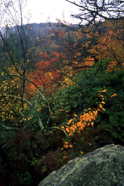 Appalachain Trail near Big Creek Ranger Station