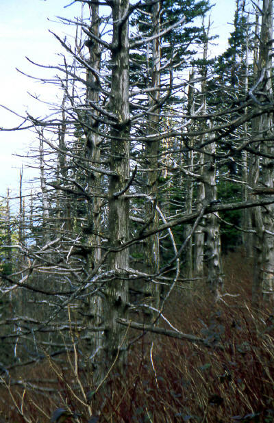 Appalachain Trail and dead conifers