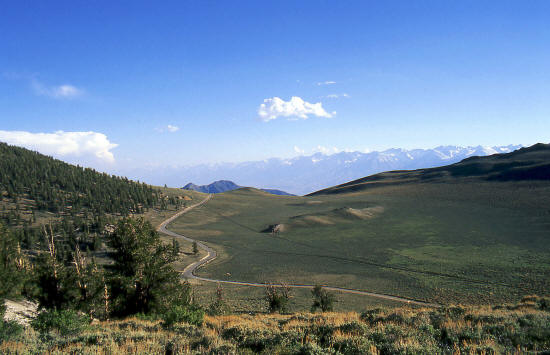 Bristlecone Pine Forest