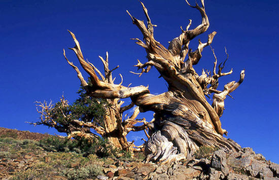 Bristlecone Pine