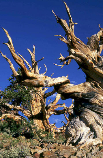 Bristlecone Pine