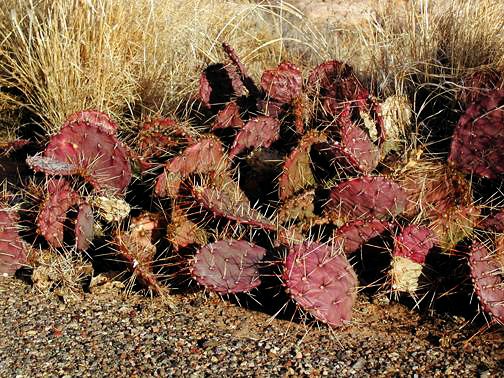 Hedge Hog cactus