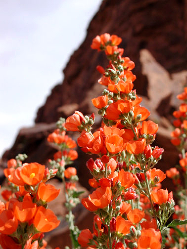 Globe Mallow along Highway 128