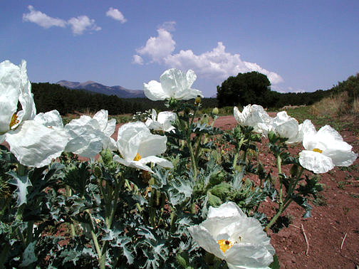 Evening Primrose along road to Mendano Pass