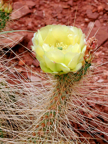 Hedge Hog cactus at Hurrah Pass