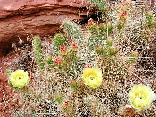 Hedge Hog cactus at Hurrah Pass