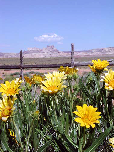 Rough Mulesears growing along Highway 24, Utah