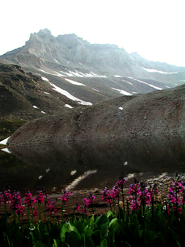 Wildflowers in Yankee Boy Basin