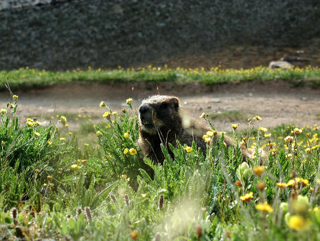 Marmot in Yankee Boy Basin