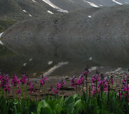 Wildflowers in Yankee Boy Basin