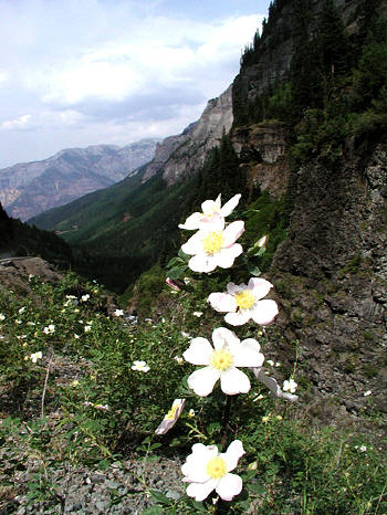 Wildflowers along Yankee Boy Basin access road