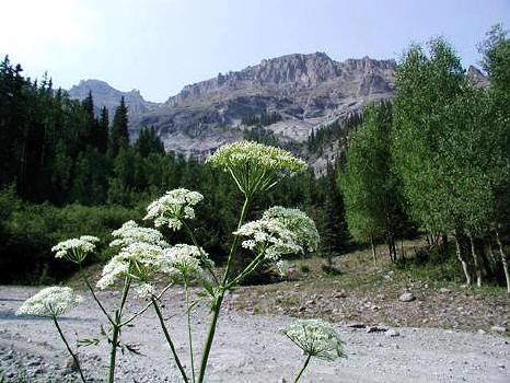 Wildflowers in Yankee Boy Basin