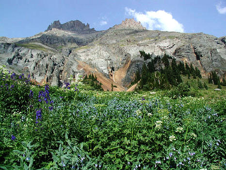 Wildflowers in Yankee Boy Basin