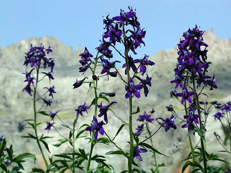 Wildflowers in Yankee Boy Basin