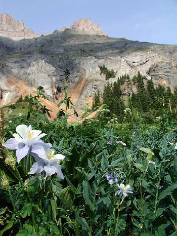 Wildflowers in Yankee Boy Basin